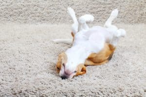 Beagle dog relaxing on the carpet at home
